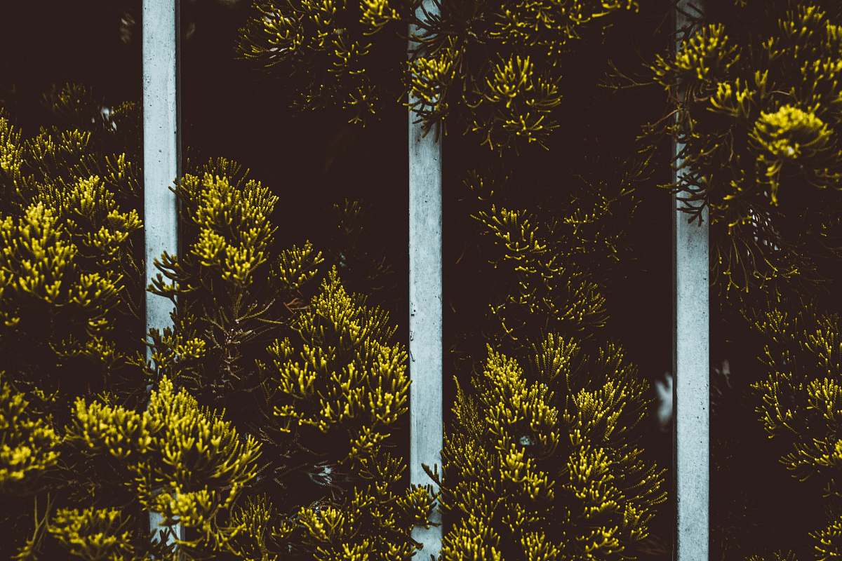 pole landscape photo of trees west hollywood